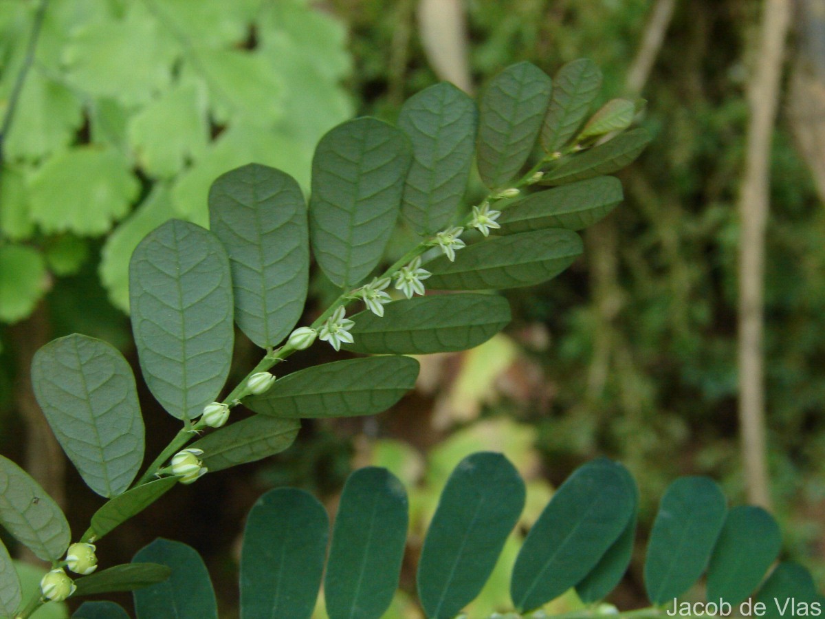 Phyllanthus debilis J.G.Klein ex Willd.